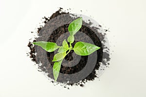 Saplings seedlings in black soil on white background, top view and space for text. Environmental protection