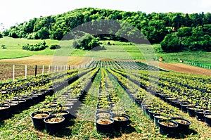 Saplings at tree farm