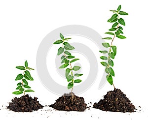 Saplings on white background