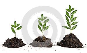 Saplings on white background