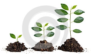 Saplings on white background