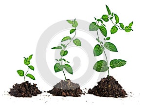 Saplings on white background
