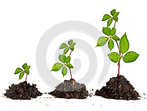 Saplings on white background