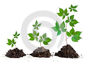 Saplings on white background