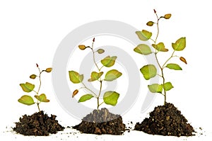 Saplings on white background