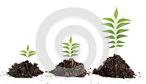 Saplings on white background