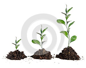 Saplings on white background