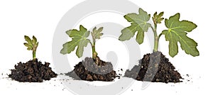 Saplings on white background