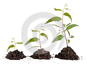 Saplings on white background