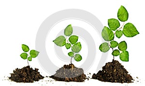 Saplings on white background