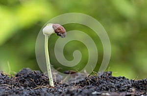 The saplings of yardlong beans grow in fertile soil