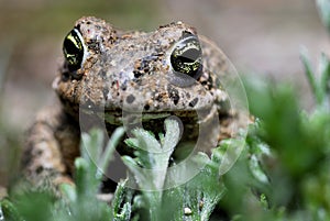 Natterjack toad (Epidalea calamita) in Valdemanco, Madrid, Spain photo