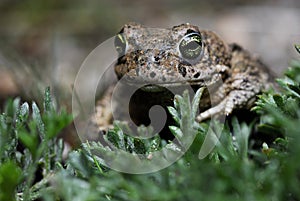 Natterjack toad (Epidalea calamita) in Valdemanco, Madrid, Spain photo