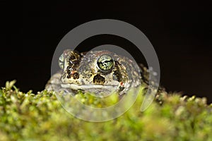 Sapo-corredor, Natterjack toad Epidalea calamita Murtosasector F Portugal - 2019.11.09 photo