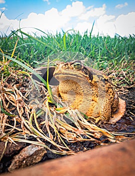 Sapo-cururu, cane toad or rhinella marina photo