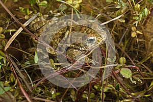 35/5000Sapo De Natterjack Epidalea Calamita photo