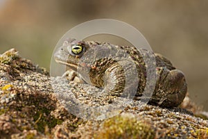 35/5000Sapo De Natterjack Epidalea Calamita photo