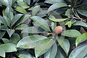 Sapodilla chiku which has exceptionally sweet .