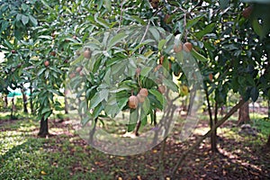 Sapodilla, evergreen fruit tree native to southern Mexico, Central America photo