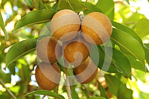 Sapodilla fruit