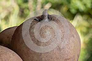 Sapodilla fruit exposed with green background photo