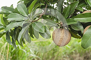 Sapodilla Fruit On Leafy Branch