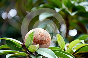 Sapodilla fruit ona branch