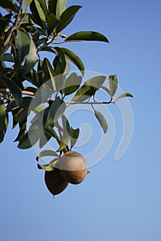 Sapodilla fruit still hanging on the tree against a blue sky background