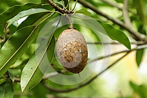 Sapodilla fruit on the tree