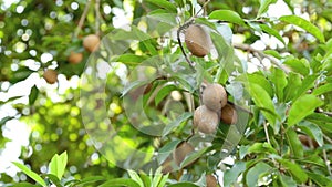 Sapodilla fruits