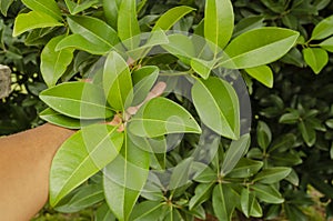 Sapodilla Leaves Close-up