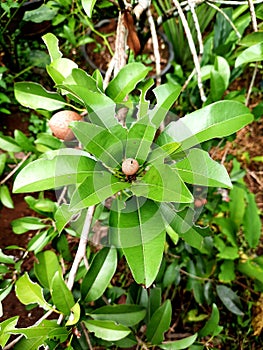 Sapodilla plants that seem to grow fruitful between the twigs and leaves