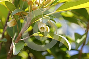 Sapodilla tree with flowers, Manilkara zapota, sapota, chikoo