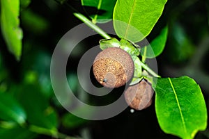 Sapodillas, botanically classified as Manilkara zapota good source of potassium