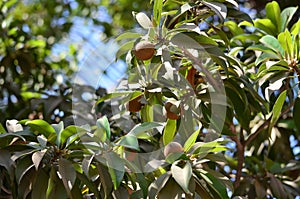 Sapodillas chikoo tree