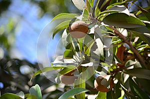 Sapodillas chikoo tree