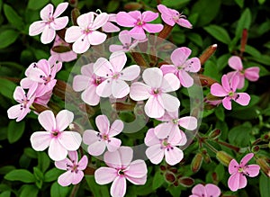 Saponaria ocymoides in bloom