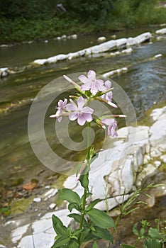 Saponaria officinalis in bloom