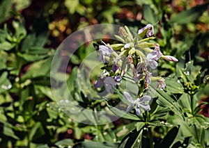 Saponaria officinalis blooms in July. Saponaria officinalis, common soapwort, bouncing-bet, crow soap, wild sweet William, and