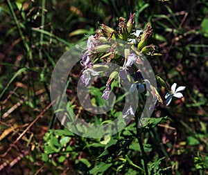 Saponaria officinalis blooms in July. Saponaria officinalis, common soapwort, bouncing-bet, crow soap, wild sweet William, and