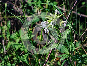 Saponaria officinalis blooms in July. Saponaria officinalis, common soapwort, bouncing-bet, crow soap, wild sweet William, and