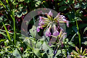 Saponaria officinalis blooms in July. Saponaria officinalis, common soapwort, bouncing-bet, crow soap, wild sweet William, and