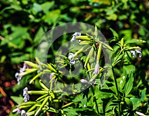 Saponaria officinalis blooms in July. Saponaria officinalis, common soapwort, bouncing-bet, crow soap, wild sweet William, and