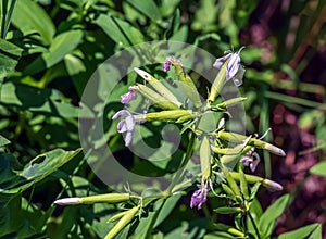 Saponaria officinalis blooms in July. Saponaria officinalis, common soapwort, bouncing-bet, crow soap, wild sweet William, and