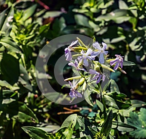 Saponaria officinalis blooms in July. Saponaria officinalis, common soapwort, bouncing-bet, crow soap, wild sweet William, and