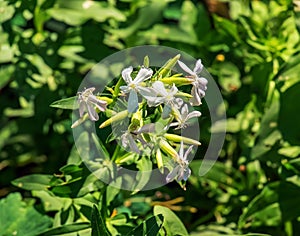 Saponaria officinalis blooms in July. Saponaria officinalis, common soapwort, bouncing-bet, crow soap, wild sweet William, and