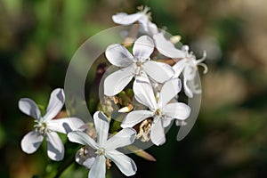 Saponaria officinalis, common soapwort flowers closeup selective focus