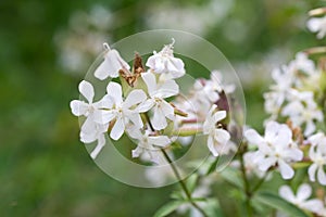 Saponaria officinalis, common soapwort white flowers closeup selective focus