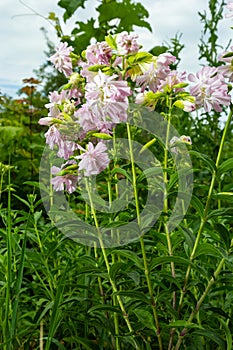 Saponaria officinalis white flowers in summer garden. Common soapwort, bouncing-bet, crow soap, wild sweet William plant