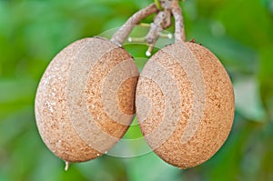 Sapota fruit